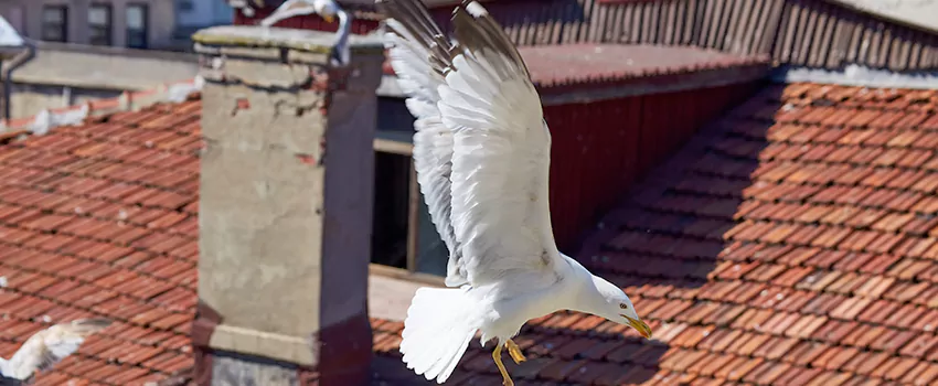 Residential Chimney Animal Removal Solution in Adelphi, MD