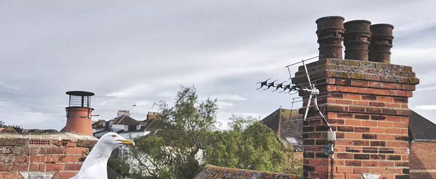Chimney Cleaning And Restoration in Adelphi, Maryland